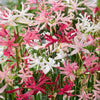 Nerine 'Hybridisers mix' x20 bulbs