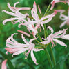Nerine 'Hybridisers mix' x20 bulbs