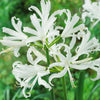 Nerine 'Hybridisers mix' x20 bulbs