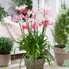Nerine 'Hybridisers mix' x20 bulbs