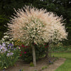 Pair of Flamingo Willow Salix 'Hakuro-nishiki' Trees