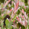 Pair of Flamingo Willow Salix 'Hakuro-nishiki' Trees