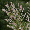 Pair of Flamingo Willow Salix 'Hakuro-nishiki' Trees