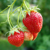 Strawberry 'Cambridge Favourite' Runners x24