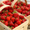 Strawberry 'Cambridge Favourite' Runners x24
