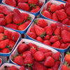 Strawberry 'Cambridge Favourite' Runners x24