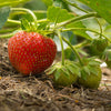 Strawberry Everbearer 'Sweet Summer' Runners x24