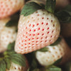 Strawberry 'Pineberry' runners x24