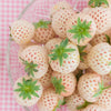 Strawberry 'Pineberry' runners x24
