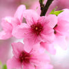 Patio Peach 'Crimson Bonfire' Bare Root Tree