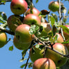 Apple Malus domestica 'Braeburn' in a 5L pot 90-110cm