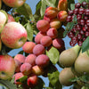 Ultimate 4 Tree Mini orchard Bare Root Collection
