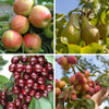 Ultimate 4 Tree Mini orchard Bare Root Collection