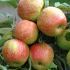 Ultimate 4 Tree Mini orchard Bare Root Collection