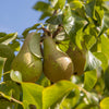 Ultimate 4 Tree Mini orchard Bare Root Collection