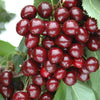 Ultimate 4 Tree Mini orchard Bare Root Collection