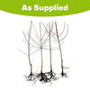 Ultimate 4 Tree Mini orchard Bare Root Collection