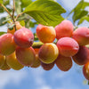 Plum 'Little Vic' Patio Tree in a 4.5L pot