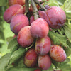 Plum 'Little Vic' Patio Tree in a 4.5L pot