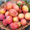 Plum 'Little Vic' Patio Tree in a 4.5L pot