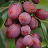 Plum 'Little Vic' Patio Tree in a 4.5L pot