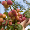 Plum 'Little Vic' Patio Tree in a 4.5L pot