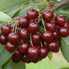 Cherry Bush 'Porthos' in a 3L pot
