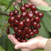 Cherry Bush 'Porthos' in a 3L pot