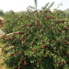 Cherry Bush 'Porthos' in a 3L pot