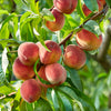 Peach Suncrestin a 5L pot