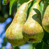 Pear 'Little Conference' in a 4.5L pot