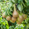 Pear 'Little Conference' in a 4.5L pot