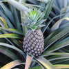 Edible Pineapple Plant in a 12cm pot