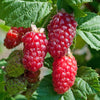 Tayberry in a 1.7L Pot