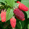 Tayberry in a 1.7L Pot