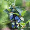 Honeyberry Altaj in a 1.7L pot