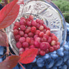 Pair of Blueberry Pink Lemonade in 1.7L pots