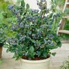 All season Blueberry Collection in 3L pots x3