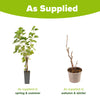 Redcurrant & Blackcurrant collection in 1.7L pots