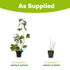 Redcurrant & Blackcurrant collection in 1.7L pots