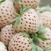 White Strawberry (Pineberry) Pack of 3 9cm Potted