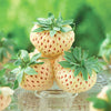 White Strawberry (Pineberry) Pack of 3 9cm Potted