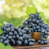 Black Grape Vine in a 2L pot