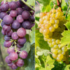 Pair of Grape Vines in 2L pots