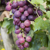 Pair of Grape Vines in 2L pots
