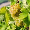 Pair of Grape Vines in 2L pots