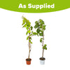 Pair of Grape Vines in 2L pots