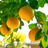 Citrus Grapefruit in a 4L pot