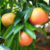 Citrus Grapefruit in a 4L pot