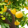 Citrus Grapefruit in a 4L pot